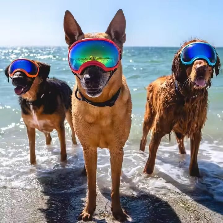 WhatsApp Image 2026-01-15 at 5.53.20 PM (1)