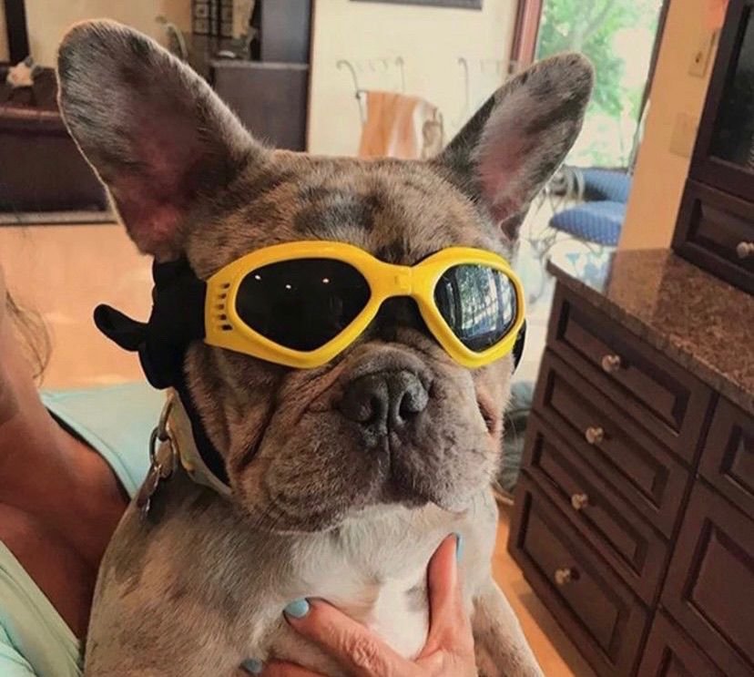 gafas-perro-amarillo.jpg
