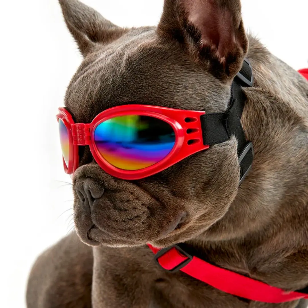 gafas-perro-rojo.webp